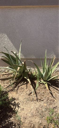 Free aloe vera plants