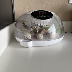 Bird Hatching Set Up