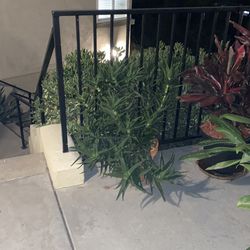 Free plant  about 12 in clay pot