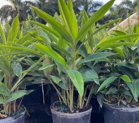 Shell Ginger Plants