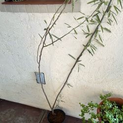 Young Mesquite Sapling Ready To Plant