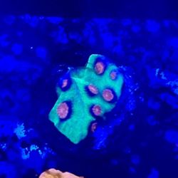 Meteor Shower Cyphastrea Display Decor