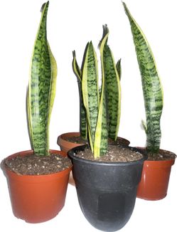 10-12 Inch GORGEOUS Snake Plants!