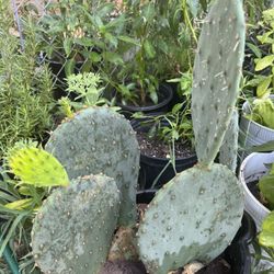 Noppales del k Se come  Y da tunas 10 dolares