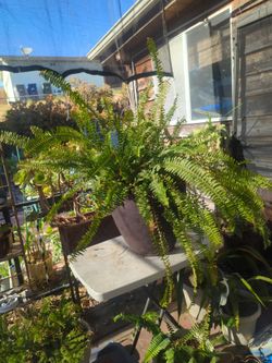 Giant Fern