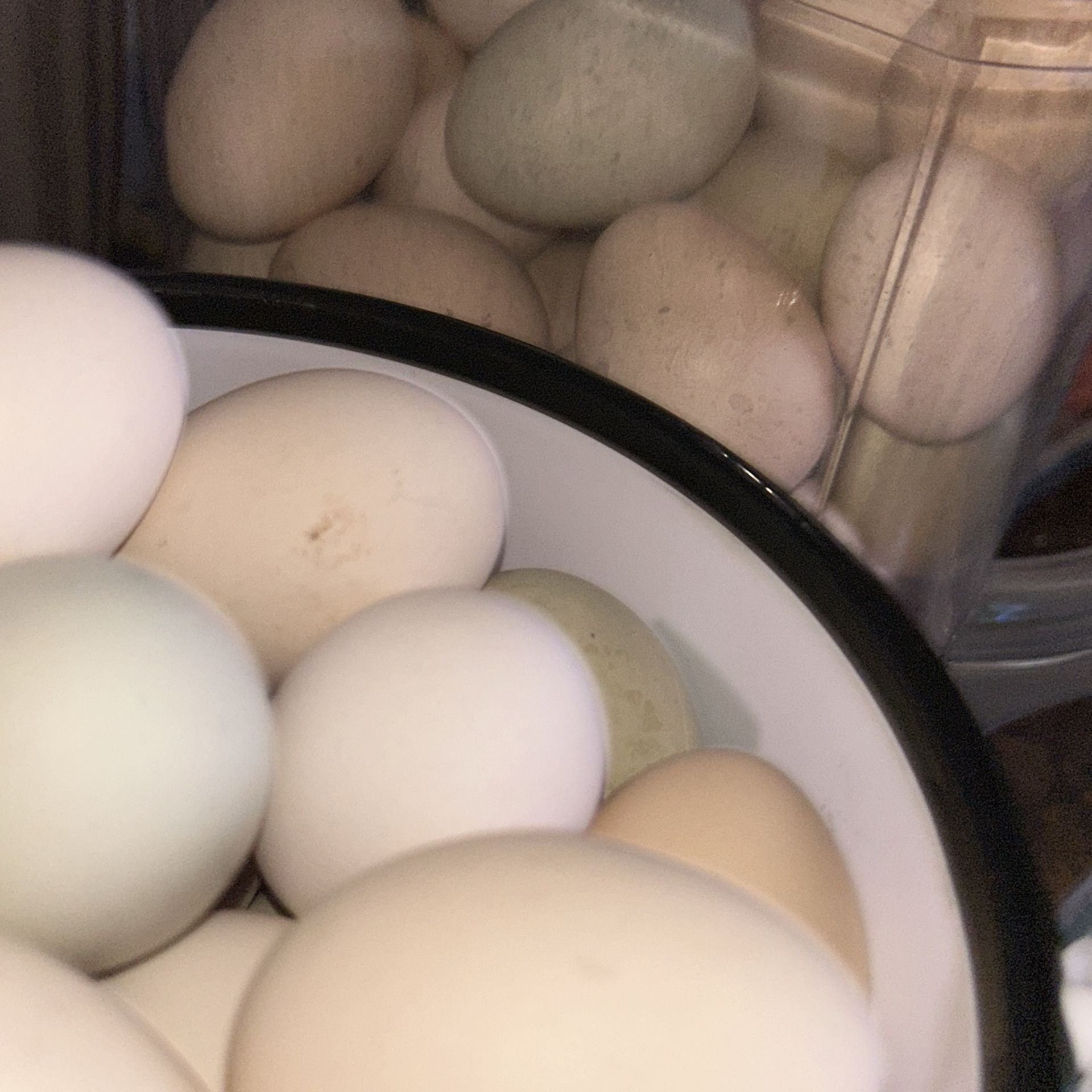 fresh farm eggs