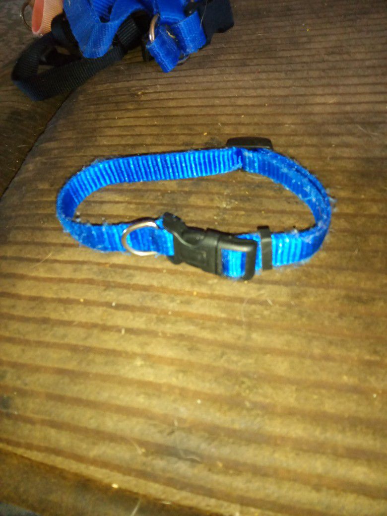 Used Collar For A Small Dog