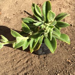 Echeveria Pulvinata