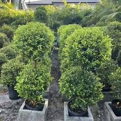 Double Ball Topiary In 3 gls Pot. $25 Each. SPECIAL PRICE 🤩