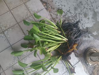 Walter plants