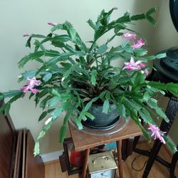 Large Cactus With Ceramic Pot