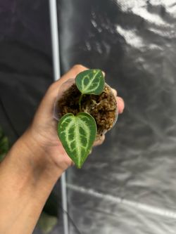 Anthurium Silver Blush 2in