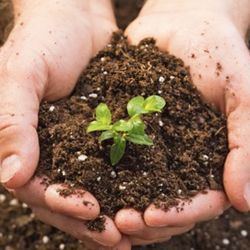 Black Gold Organic Rich Soil 