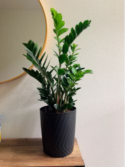 32” Zz plant