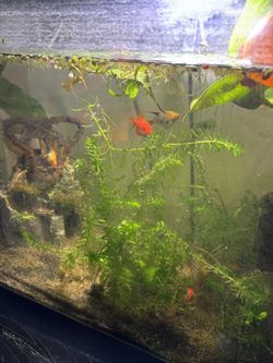 Aquarium Plants