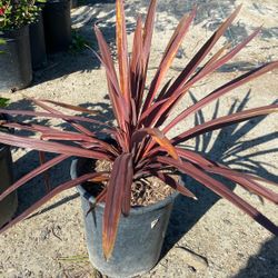 plants