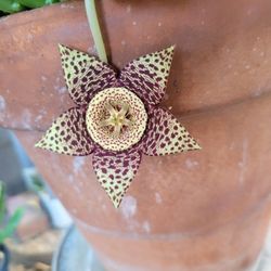Stapelia Orbea