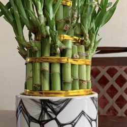 Lucky Bamboo 35 Live Plant Rooted Assorted Fountain 