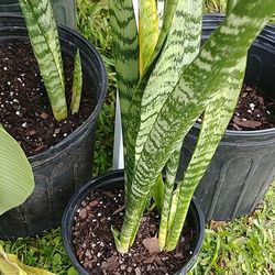 Plants