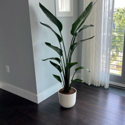 Bird of Paradise Plant