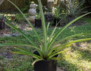 Pineapple Plant