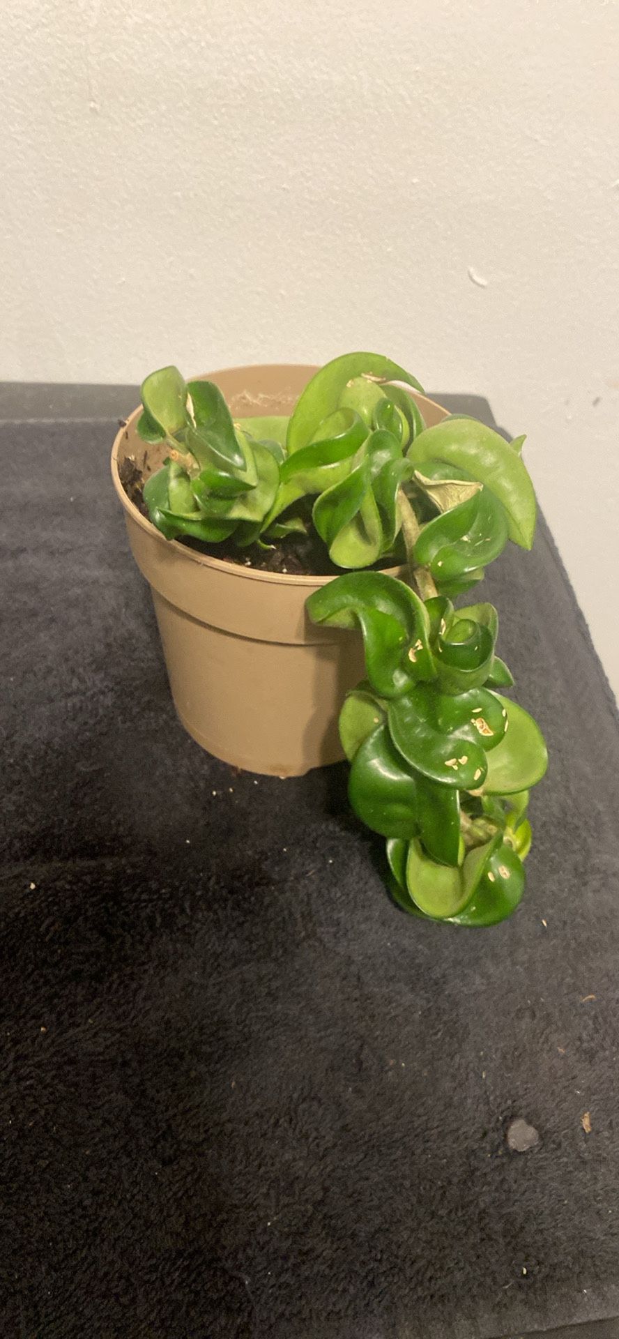 Hoya Rope