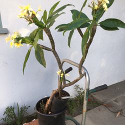 Yellow Plumeria