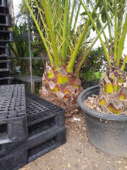 Canadian Palm