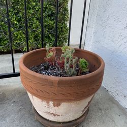 Large Clay Pot With Succulents 
