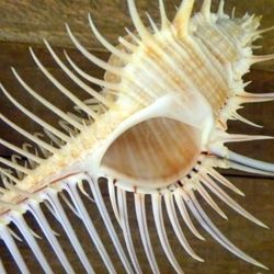 Venus comb murex 3" and 6" sizes exotic shell seashells beach ocean decor wedding decoration