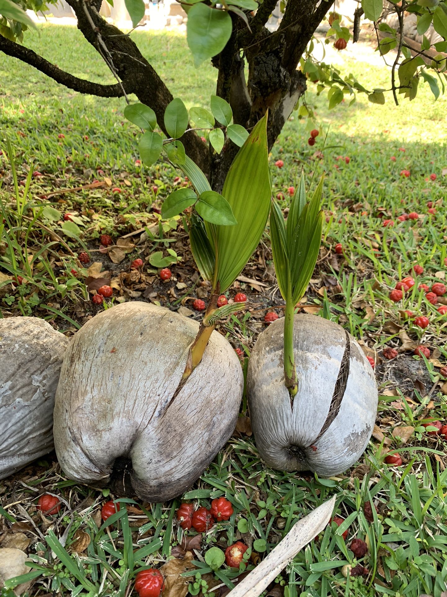 Coconut Trees