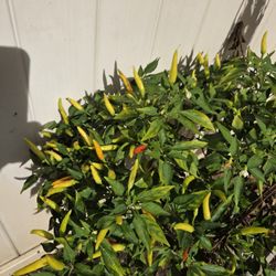 Chilli Plant