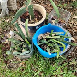 DRAGON FRUIT CUTTINGS