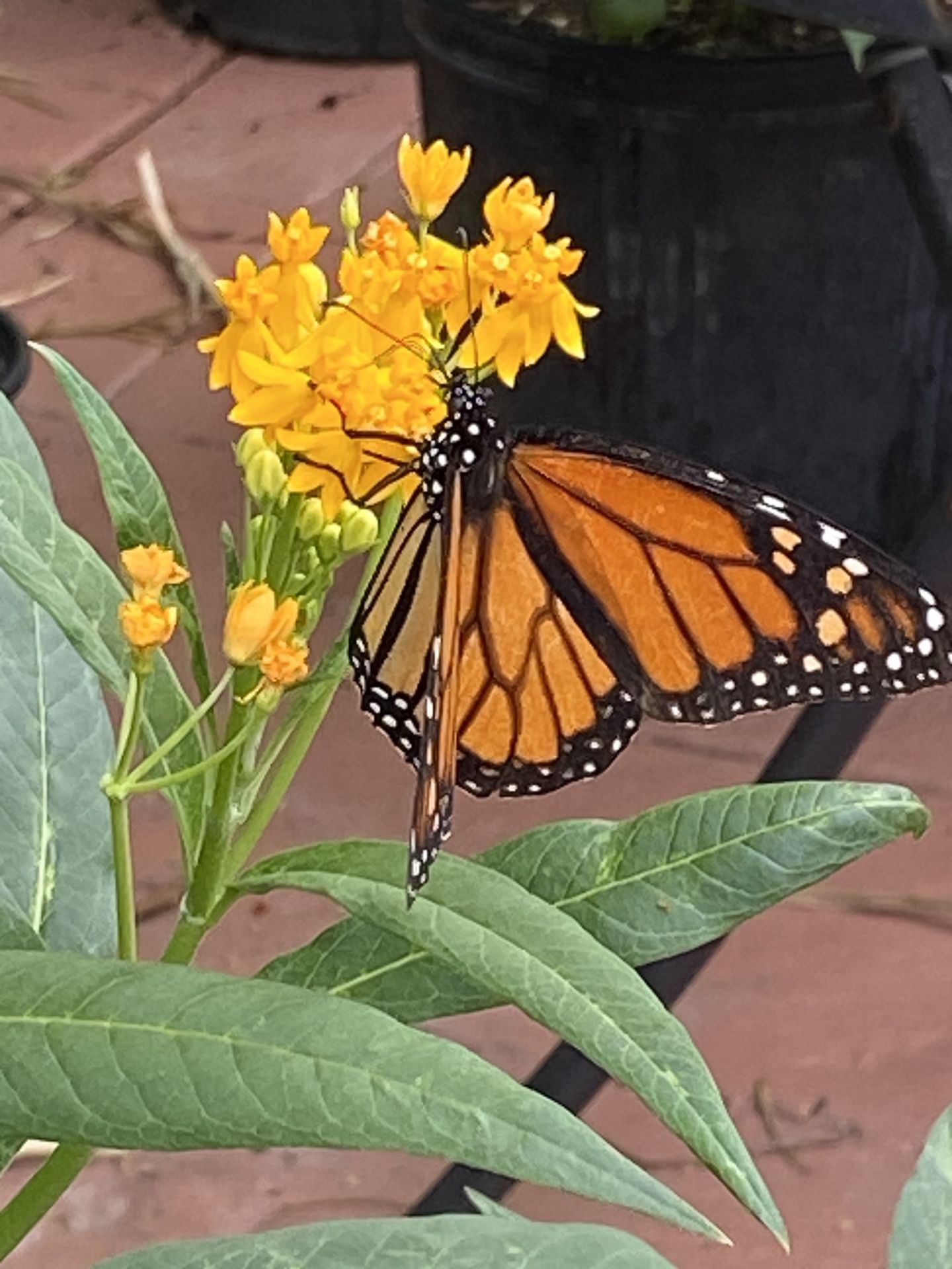 Milkweed Plants Monarch Butterfly