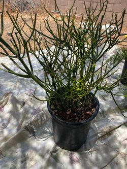 Firestick plants