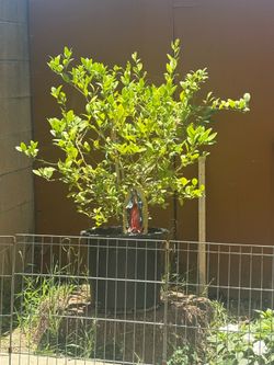lemon tree