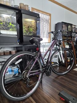 Adult Bicycle