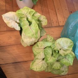 Gold Illusion Arrowhead Plant!! ONLY $15 Each!! 