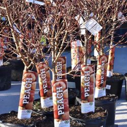 Apricots,Donut peaches,Persimmon Fuyu,Nectarine, peaches 🍑🌳