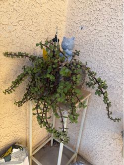 Healthy and beautiful Elephant Succulent Bush