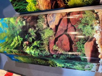 Aquarium Decorations