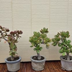 Mature Jade Plants