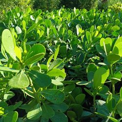 Clusia Privacy Hedge Plants 3gl $4.50🏡