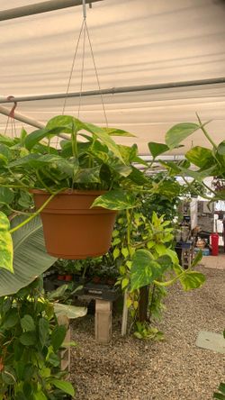 8” pot potho Patricio