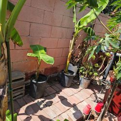 SOUTH AMERICAN BANANAS $20 - $45 Harvest Fresh organic Bananas During Summer
