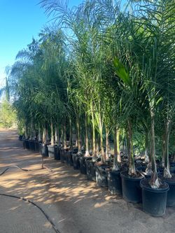 Queen Palm Trees - Approximately 6-8 feet tall- 15 Gallon Size