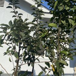Fruit Trees
