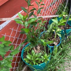 Free Seed Grown 