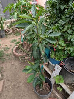 Avocado Aguacate