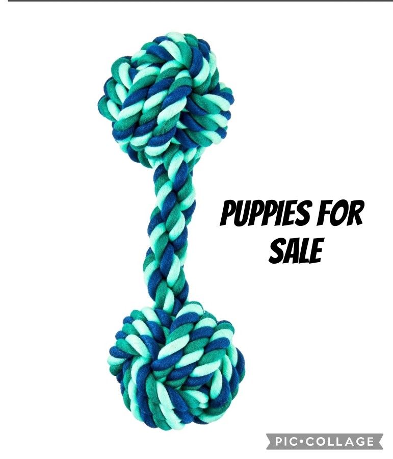 Puppy